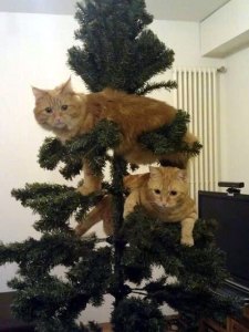 cat in christmas tree NKRE